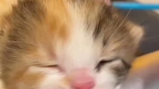 اوخوداااا گربههههههههههههههههههههه من مردم