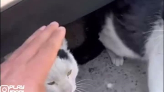 قوربا