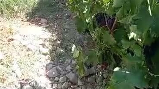 صادرات میوه