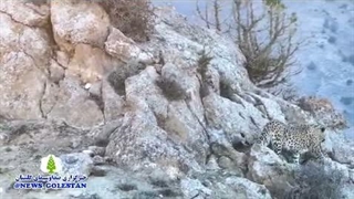ثبت تصویر پلنگ ایرانی در پارک ملی گلستان