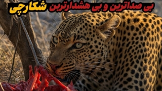 بی صداترین و بی هشدارترین شکارچی  پلنگ