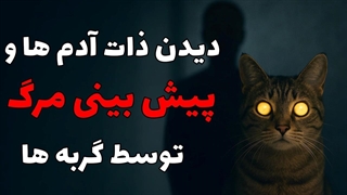 حقیقت باورنکردنی درباره حس ششم گربه‌ها | آیا گربه‌ها واقعاً ذات انسان‌ها را می‌بینند؟
