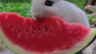 ◇