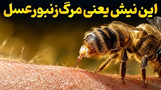 چرا زنبور عسل بعد از نیش زدن می‌میرد؟