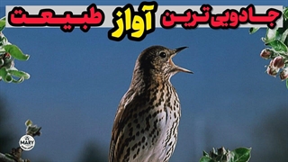 بیاید با هم به جادویی ترین آواز طبیعت گوش بدیم
