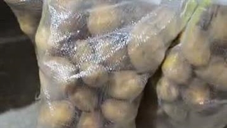 خرید و فروش و صادرات سیب زمینی و پیاز پناهپوری در اصفهان