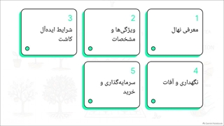 همه چیز درباره نهال هلو کاظمی
