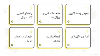 راهنمای جامع معرفی نهال پسته اکبری