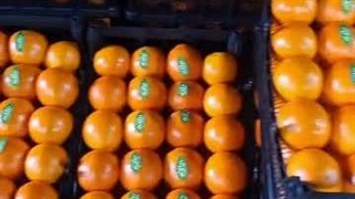 سورتینگ مرکبات آذین در بابل