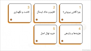 راهنمای خرید و کاشت نهال گلابی بیروتی