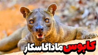 فوسا / شکارچی برتر و مرموز جنگلهای ماداگاسکار