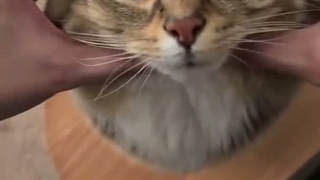 ستایش جون تولدت مبارککککک پیشی کوشولو(*^▽^)/★*☆♪ﾟ+.ヽ(≧▽≦)ﾉ.+ﾟ