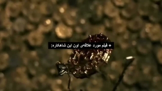 دزدان دریایی کارائیب